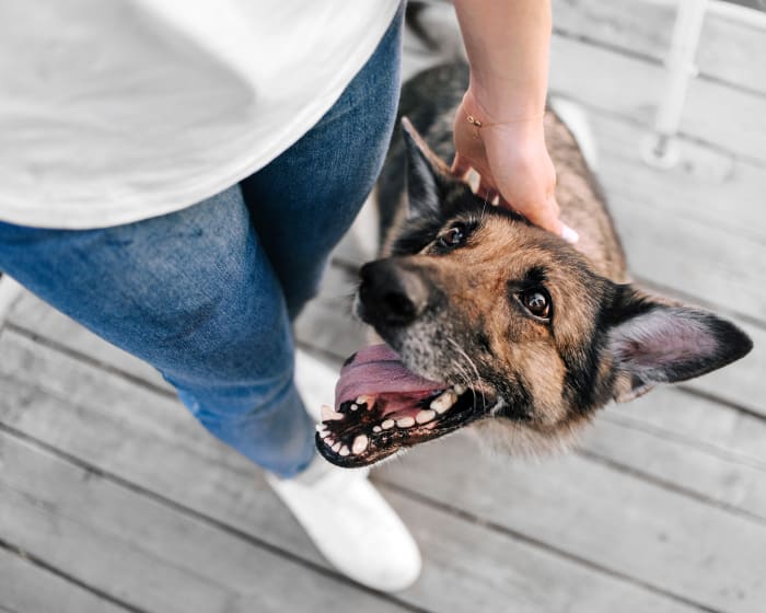 Happy german shepherd with mouth open showing teeth, and tongue flopped to the side, seated next to a woman's legs looking up at her. 