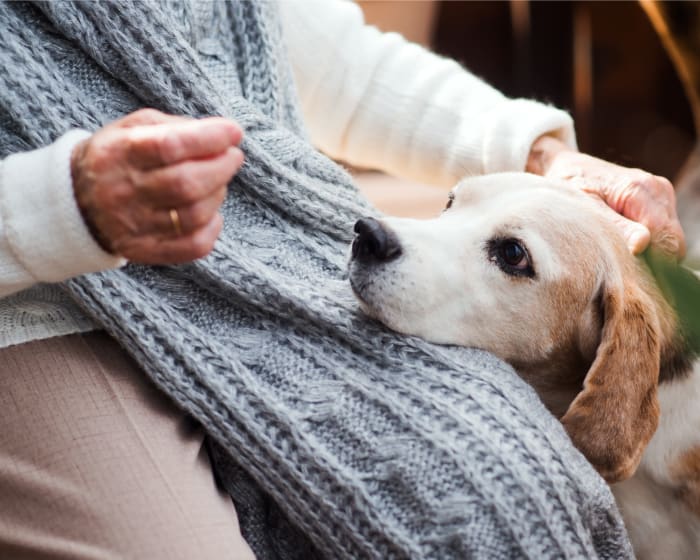 A midsized senior dog resting its head on the lap of a senior person while being patted on the head.