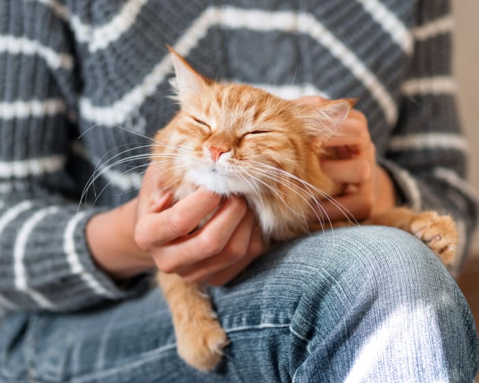 Happy ginger cat with eyes contentedly closed, lying across a person's lap being petted under the chin. 