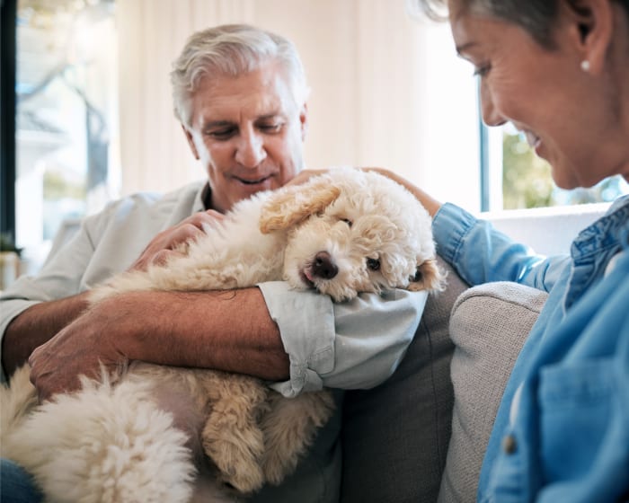 Large golden-doodle puppy being lovingly held in the arms of a senior man, as a smiling woman strokes the dogs back and neck. 