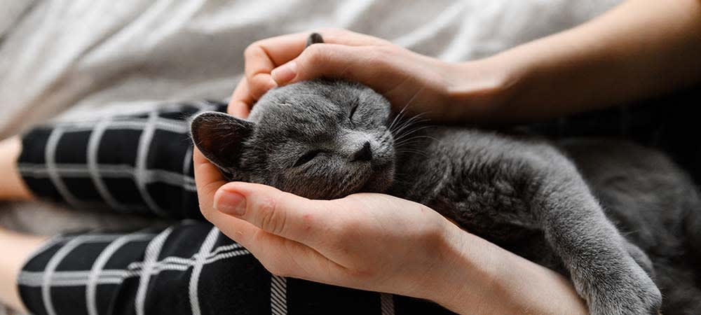 Puppy & Kitten Veterinary Care in Arnprior