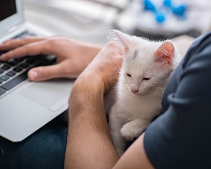 A white kitten happily being held on the lap of a man dressed jeans with a laptop balanced on his legs.