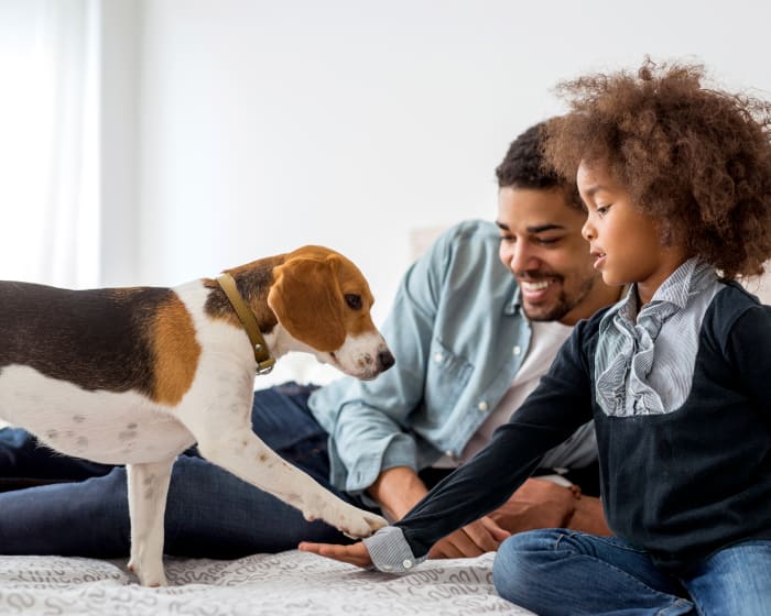 Smiling man and a little girl sitting on a bed. The girl has her hand out being touched by a young beagle with its leg outstretched to touch her hand with his paw.